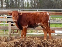 Heifer Calf