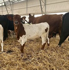 MN REBEL ZOEY x HL HEADS UP - TAG 3431