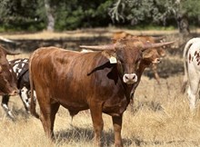 4/29/25 PIN A ROSE BC