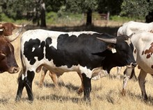 3/31/24 FORMAL TWIST BC 131