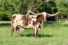 HORSESHOE J FOOTLOOSE