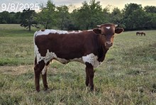 Bubba Tuff Chex x V V Sage Gypsy bull