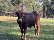 3/25/24 PIN A ROSE BC 133