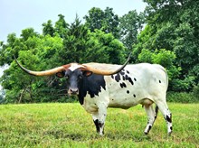 River's Texas Angel TK