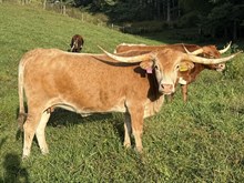 LTL Butterscotch