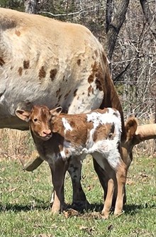 DROP BOX x Gotta Have Faith (B)