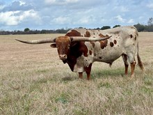 Solid Ground BCR 055