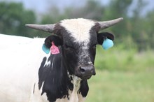 2024 Side Hustle Steer 