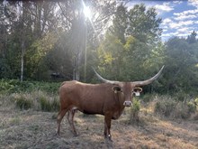 THCC Country Red Rose