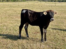 BCR Rose in a Million 528