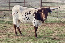 BG Iron Lady ( Margaret Thatcher)