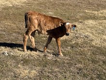 20 Gauge x Patty Cake Bull Calf