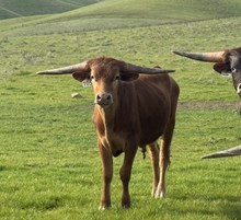 9/11/24 WHISKEY FIZZ BC 105