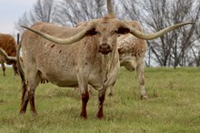 HORSESHOE J MEMORABLE