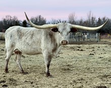 Double S Pearl Princess