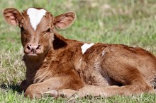 MCC Summer’s Sweetheart