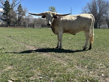 Extra Adorable  Heifer 24