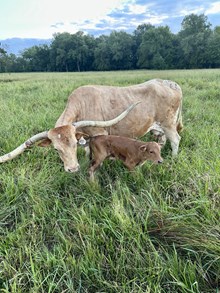 Sweet Reward bull '25
