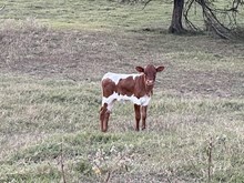 Strawberry Concho heifer '25