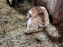 PCC Midas Touch X Saddle Jewel #4