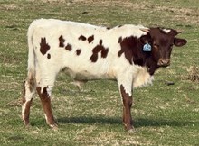2025 Bull (Lucky Razzle Roslin)