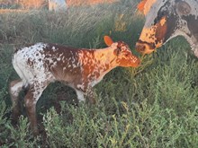 Heifer Calf