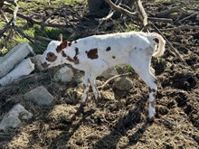 KILLER ROSE X MR BIG STUFF ‘26 HEIFER