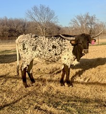 RJF Pacific Rose TAG 440