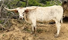 MCC American Graffiti