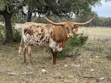 BRR Bella Ponderosa 9/19