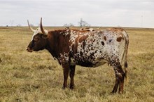 Whiskey's Deluge HCL