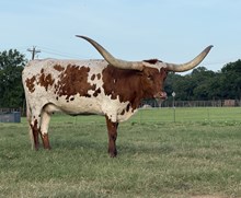 BL CORA