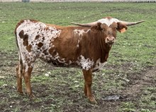 Brazos Foxy Paula 50/24