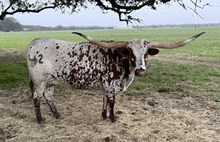 LM MISS DALLAS SISSIE