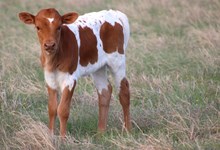 2026 Monkey Business Heifer