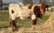 J & T's Blazing Thunder