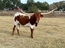 BRR Bella Ombra 6/22