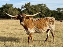 BRR Bella Basilica 17/1