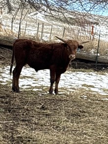 LLL Lucky X El Camino 25 Bull