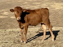 LR Heifer 52
