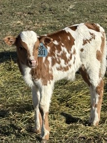 Reckon So X Sweet Lucille 26 Bull