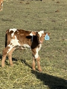 Reckon So X Iron Maiden 26 Bull