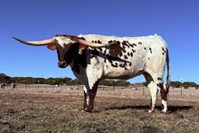 #23 Bux 20 Sugar Shot 