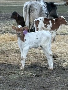 Reckon So X Diablo’s Gal 26 Heifer