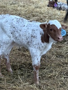 Reckon So X Over Dew 26 Bull