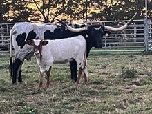 J7 AWESOME HEADS SIOUX 🇺🇸