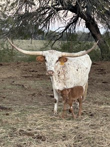 BEME Smokin Red Dot 55