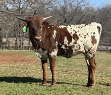 LRR Blackout Innovation 