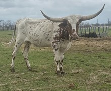 FHR 20G’s I’m a Vixen Too