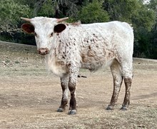 DAUNTLESS REMEDY 100